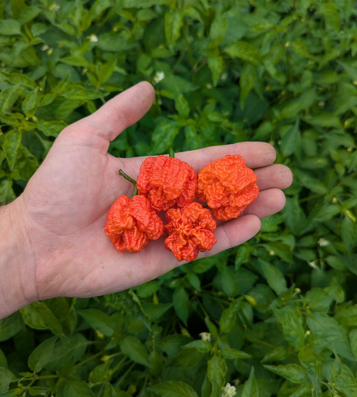 Dragon's Breath