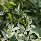 Fish Pepper