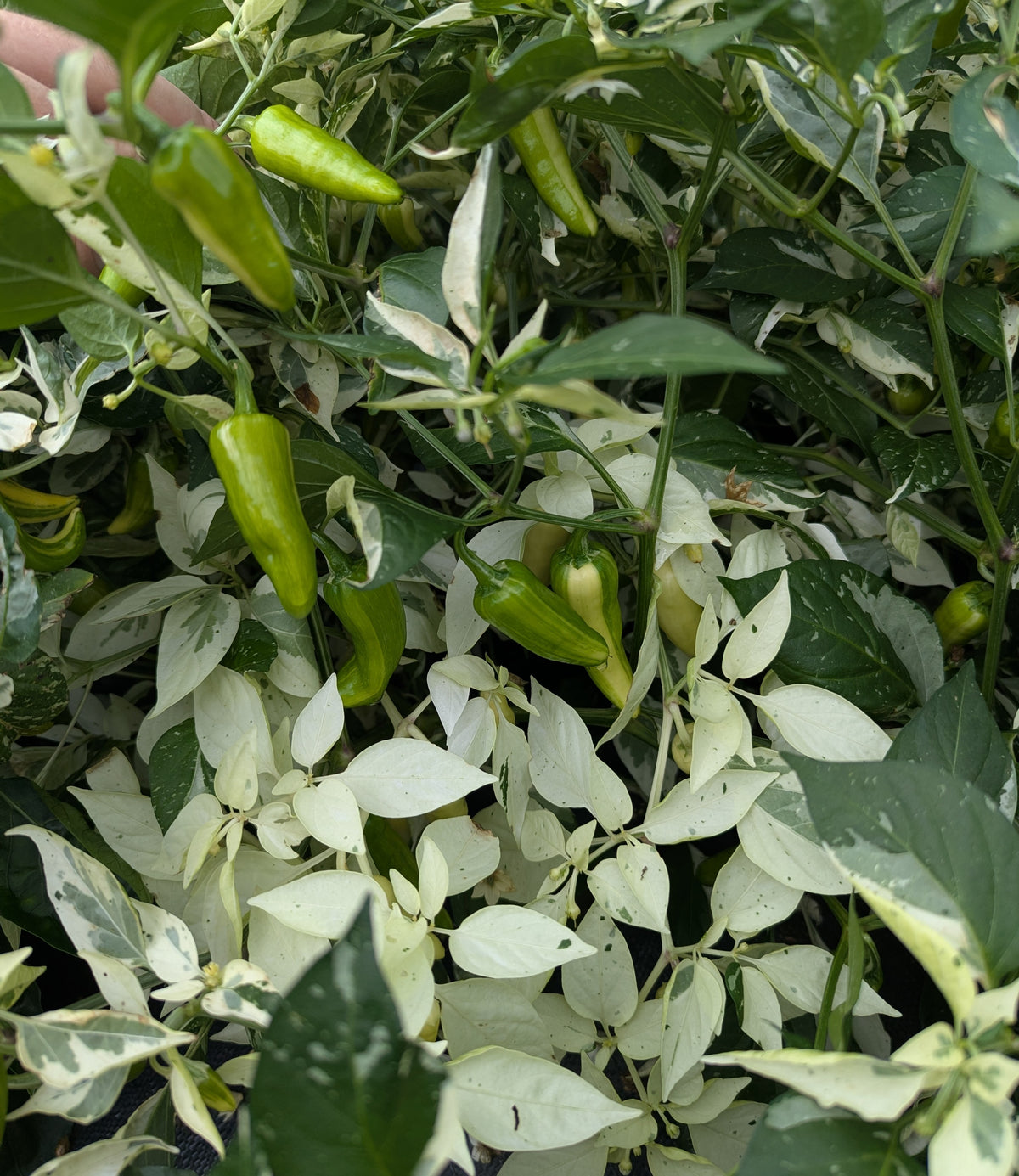 Fish Pepper