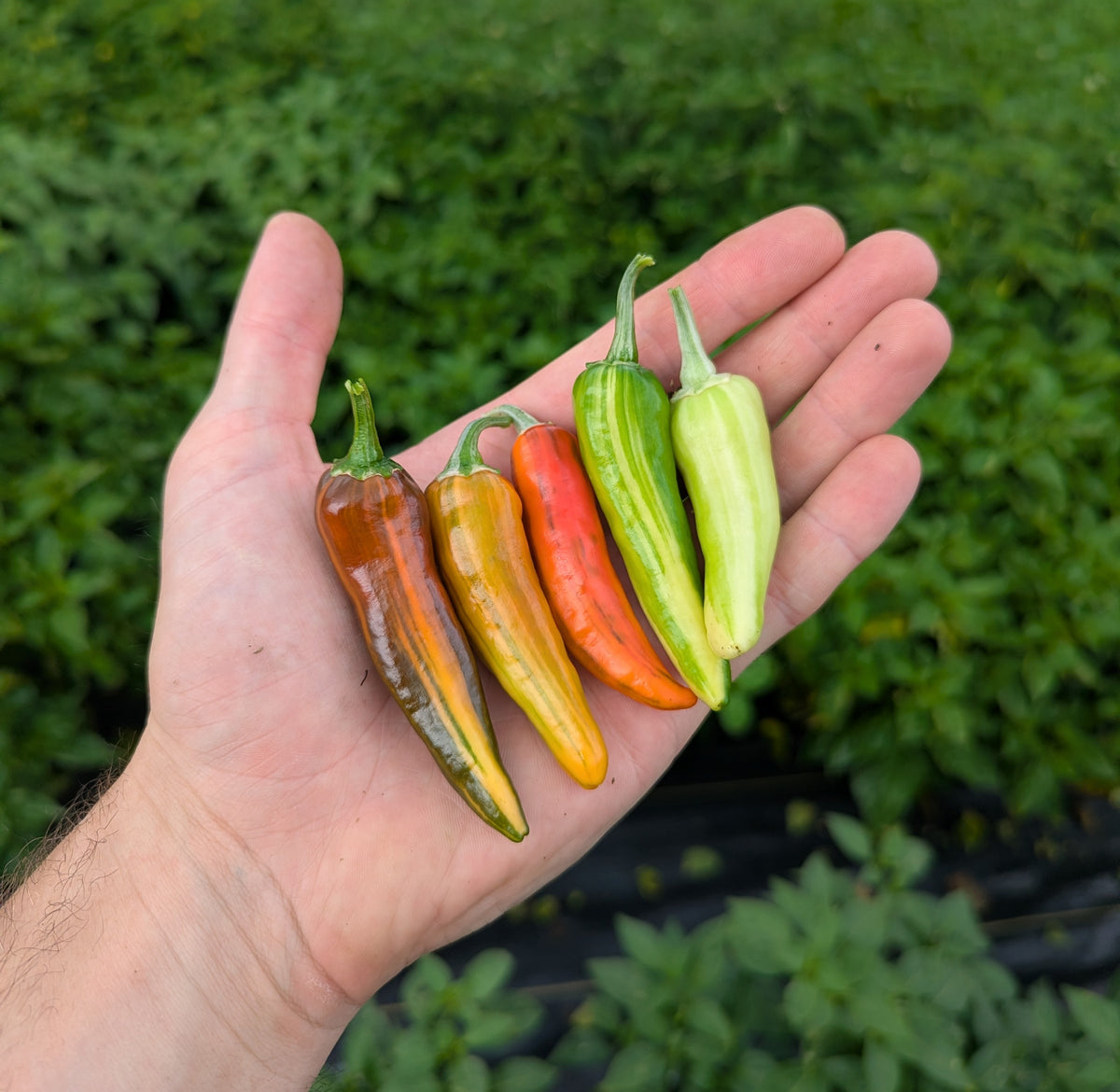 Fish Pepper
