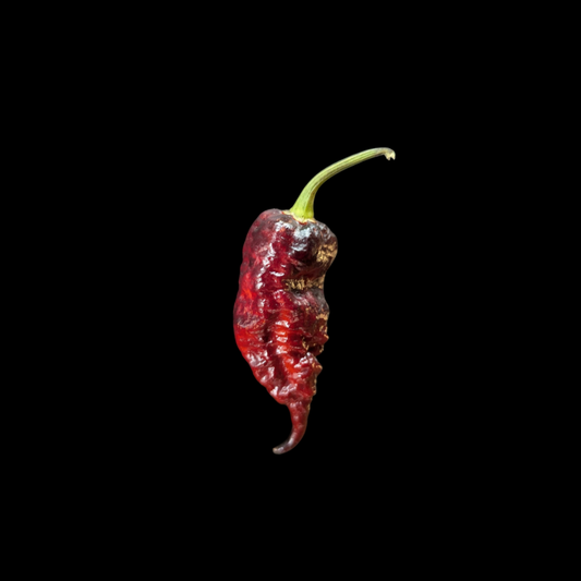 Fox Purple Ghost Gnarly Ruby