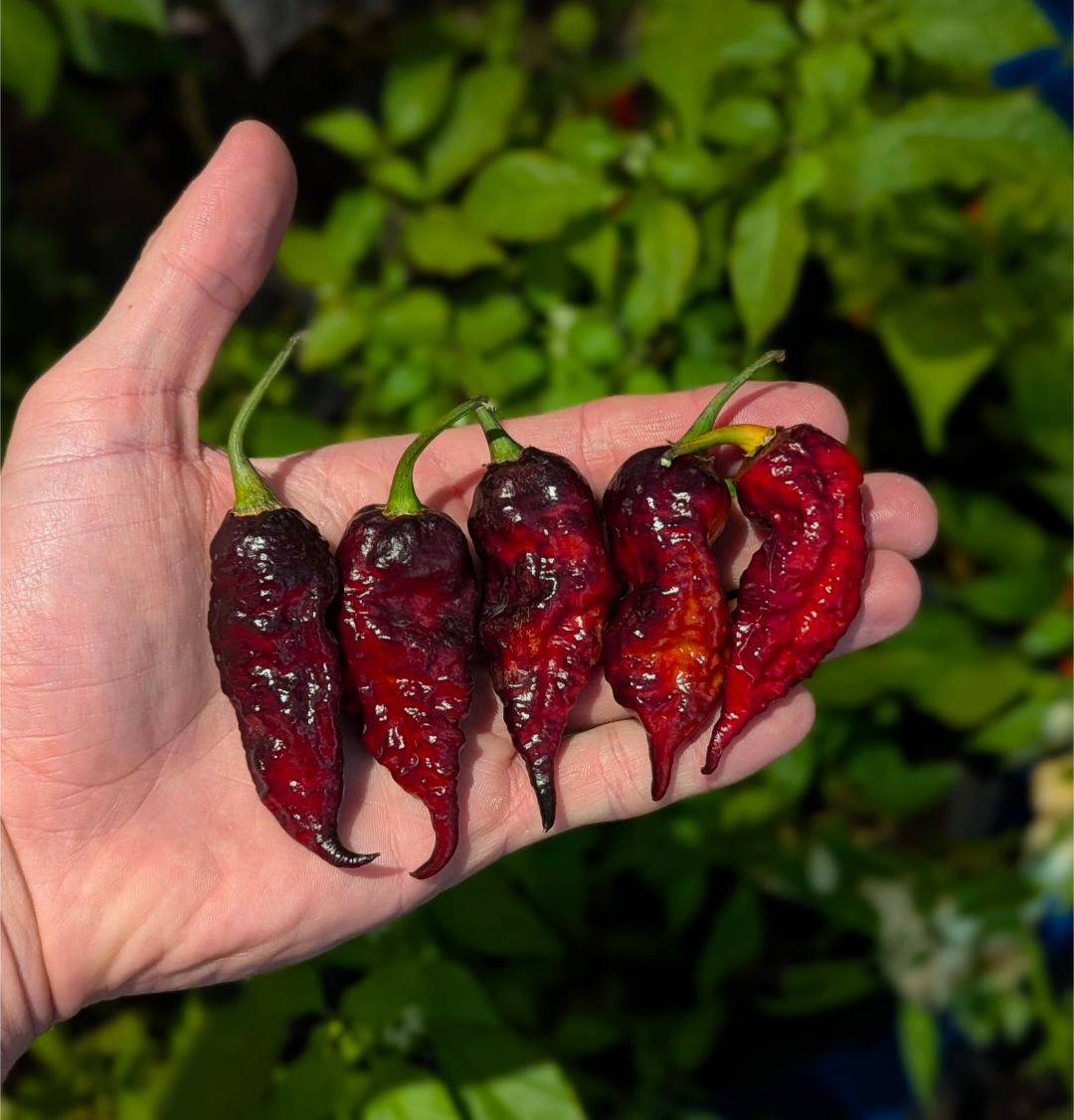 Fox Purple Ghost Gnarly Ruby