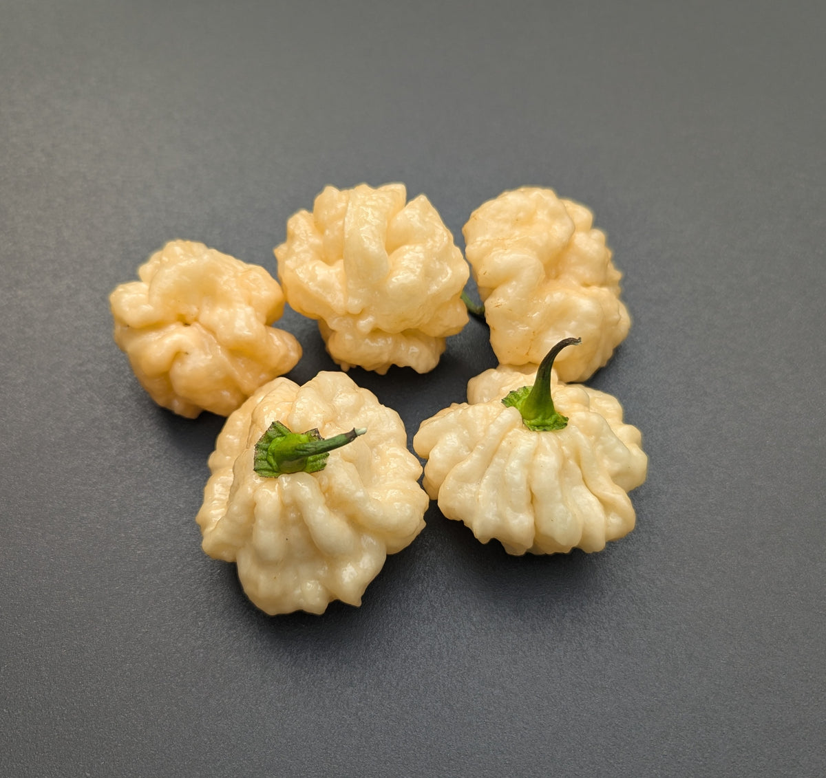 Goat Brains
