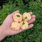Goat Brains