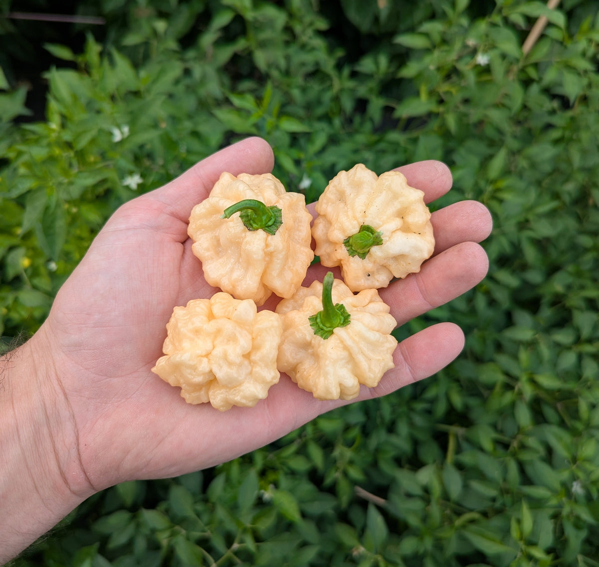 Goat Brains