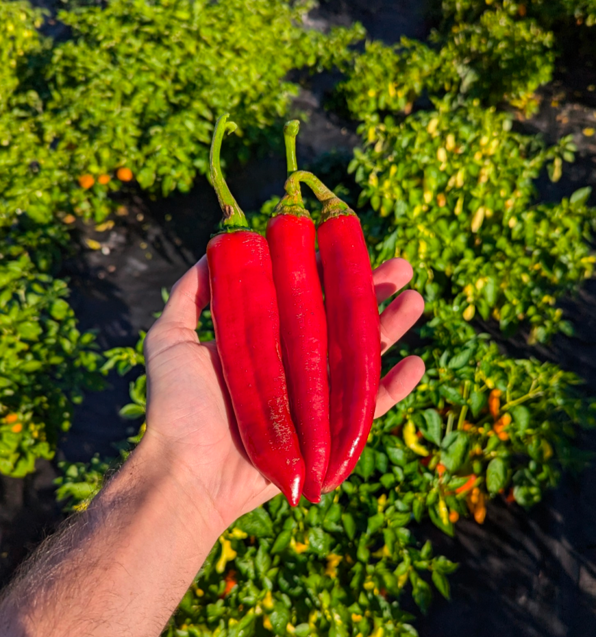 Guajillo