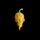 HBF Peach Enigma