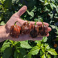 Chocolate Habanero