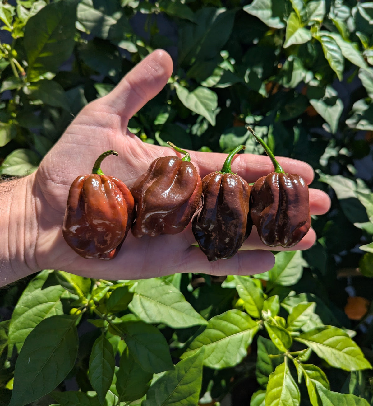 Chocolate Habanero