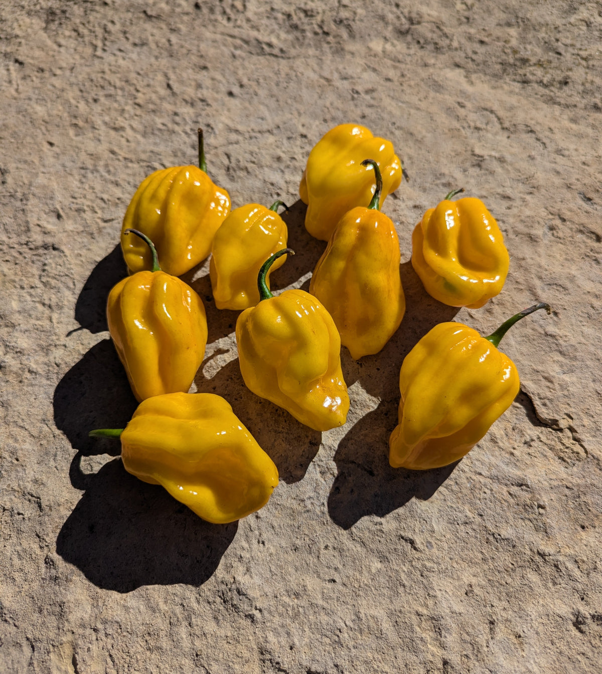 Yellow Habanero
