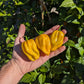 Yellow Habanero