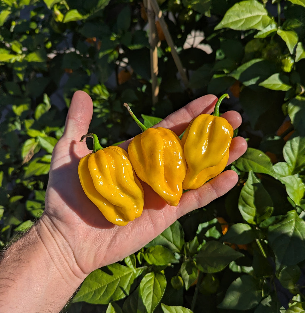 Yellow Habanero