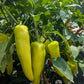 Hot Banana