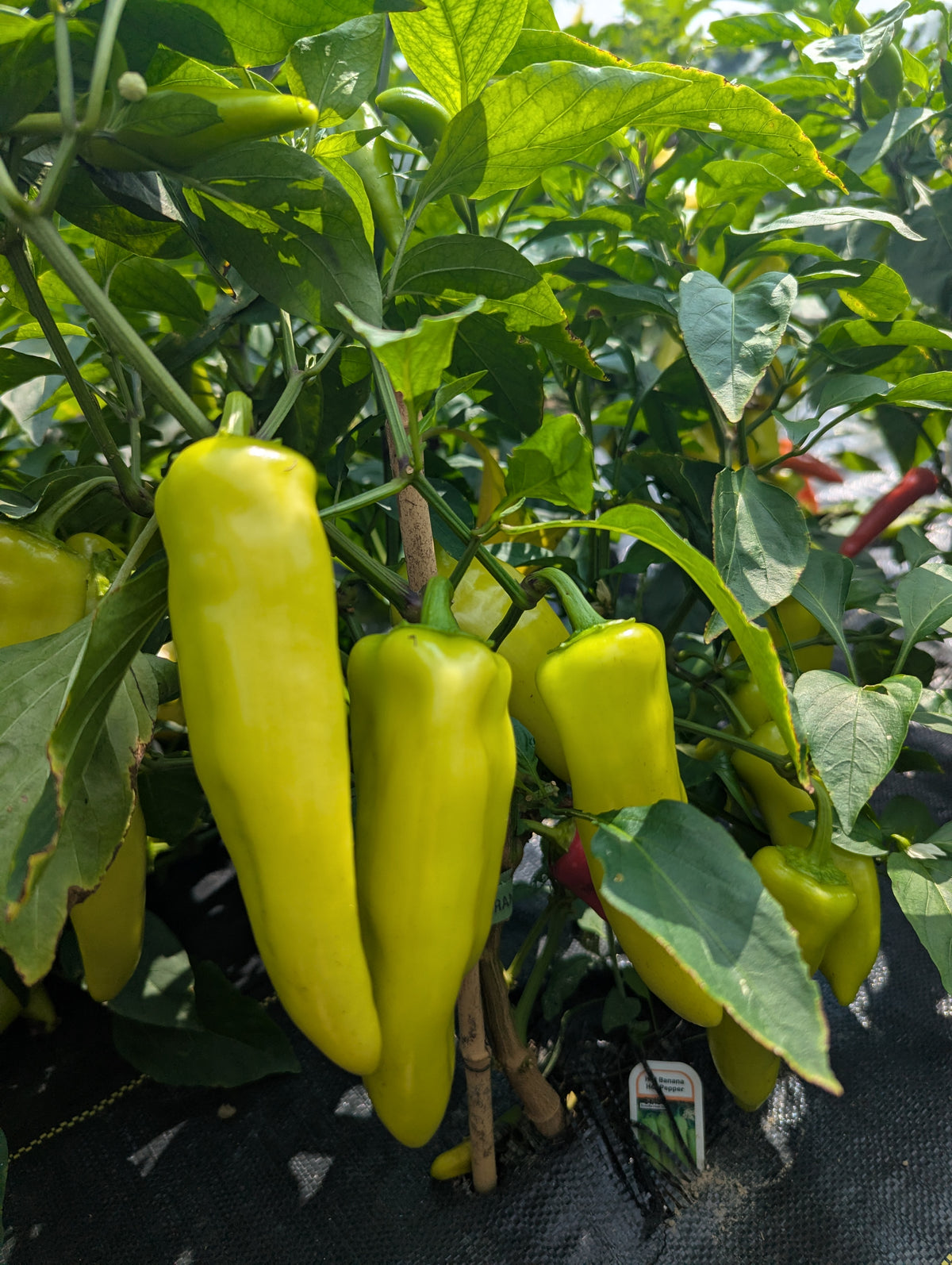 Hot Banana