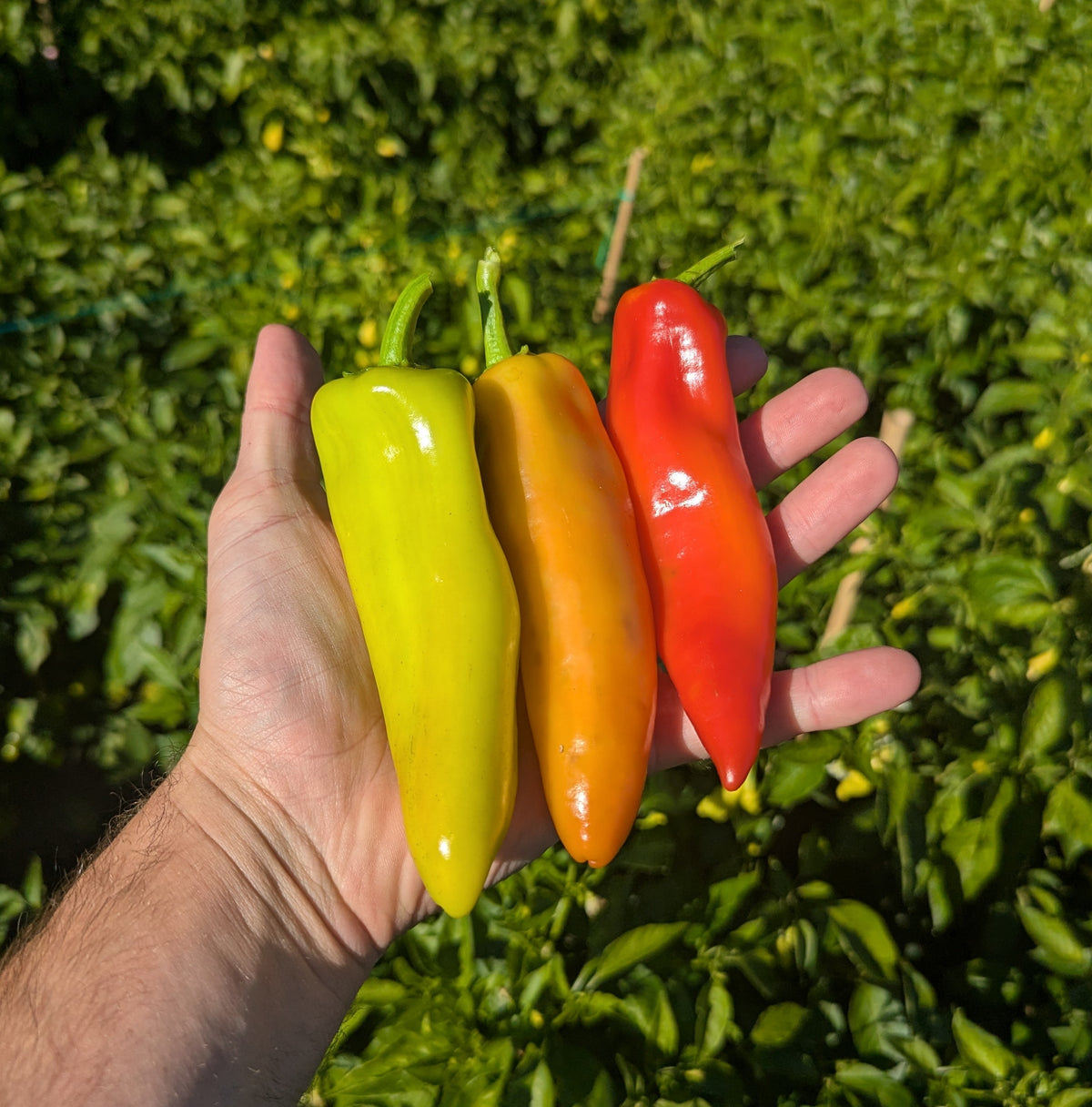 Hot Banana