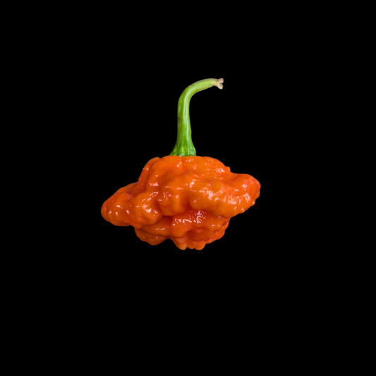 Jamaican Red Scotch Bonnet