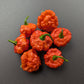 Jamaican Red Scotch Bonnet