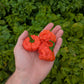 Jamaican Red Scotch Bonnet