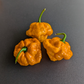 Jamaican Scotch Bonnet