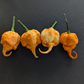 Jay's 7 Pot Primo Peach