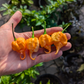 Jay's 7 Pot Primo Peach