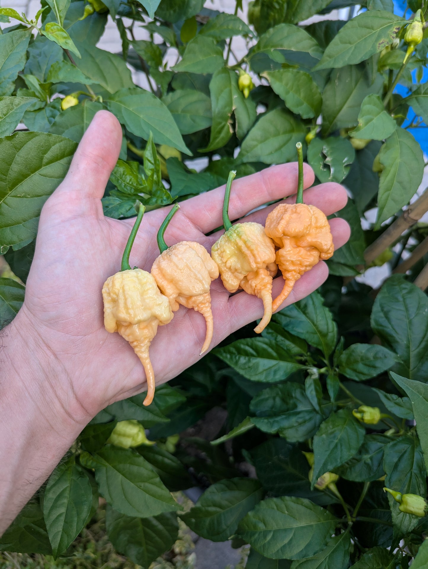 Jay's 7 Pot Primo Peach