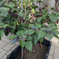 Jay's x Pink x Lemon Reaper