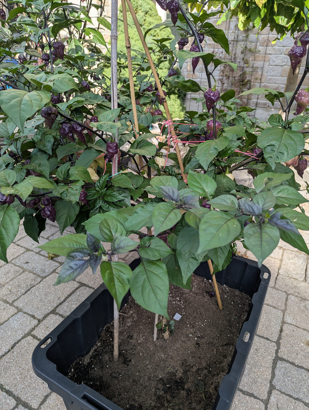 Jay's x Pink x Lemon Reaper