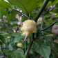 Jay's x Pink x Lemon Reaper