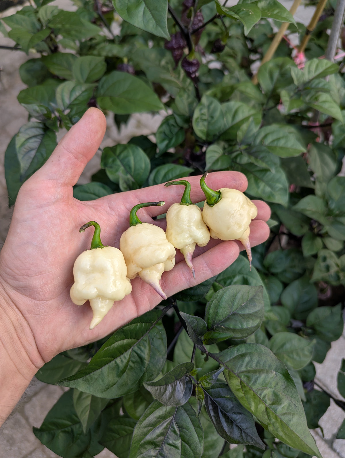 Jay's x Pink x Lemon Reaper