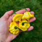 KS Lemon Starrburst