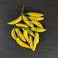 Aji Limo / Lemon Drop
