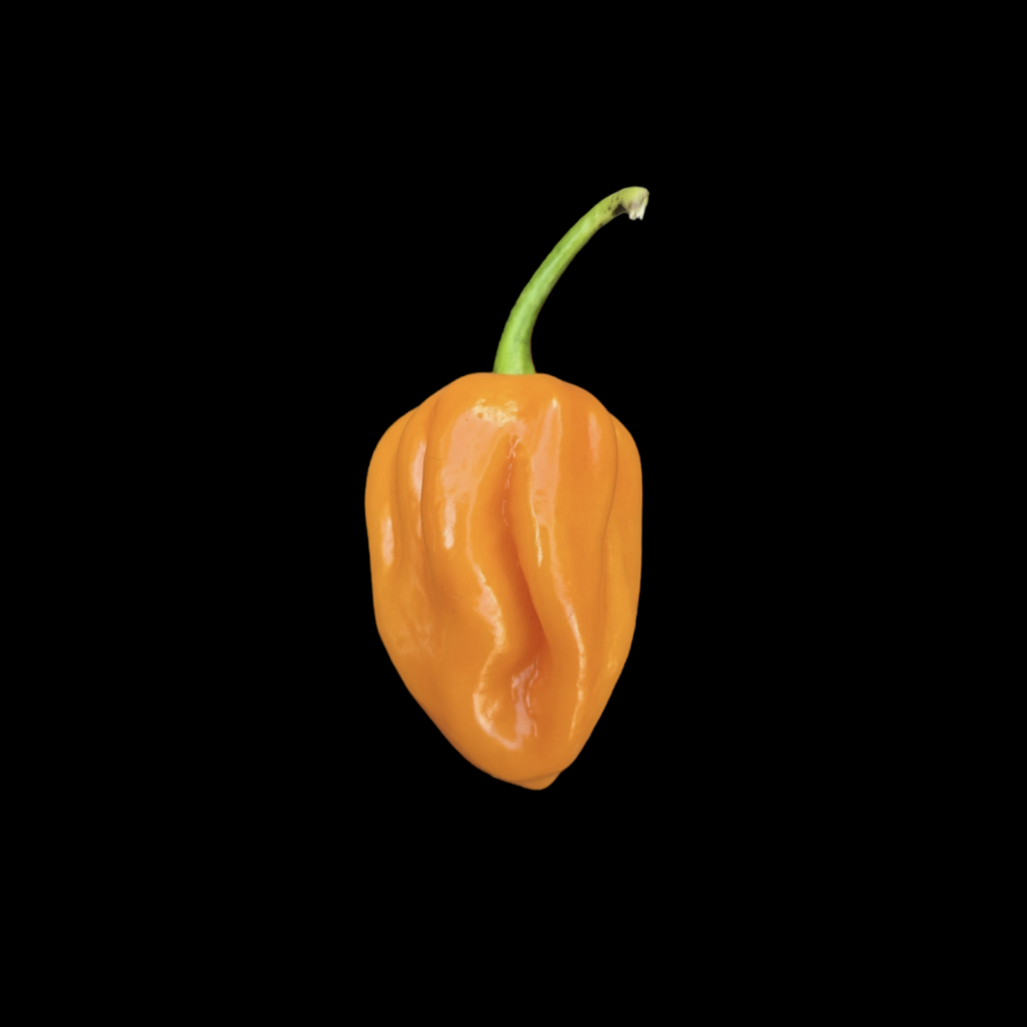 Yellow Habanero