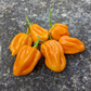 Yellow Habanero