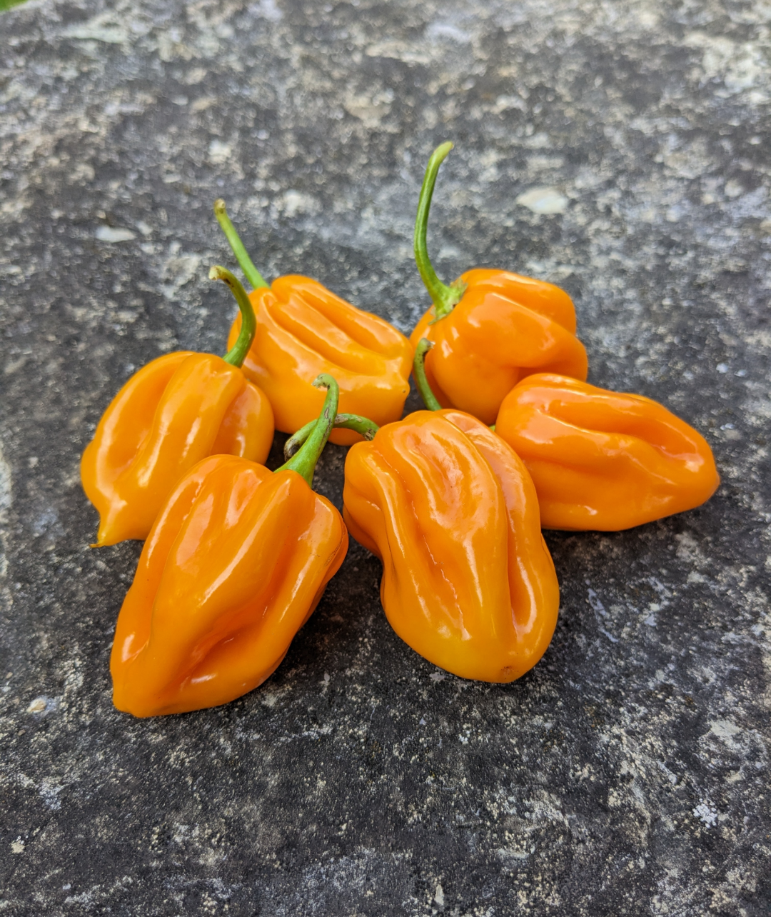 Yellow Habanero