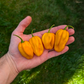 Yellow Habanero