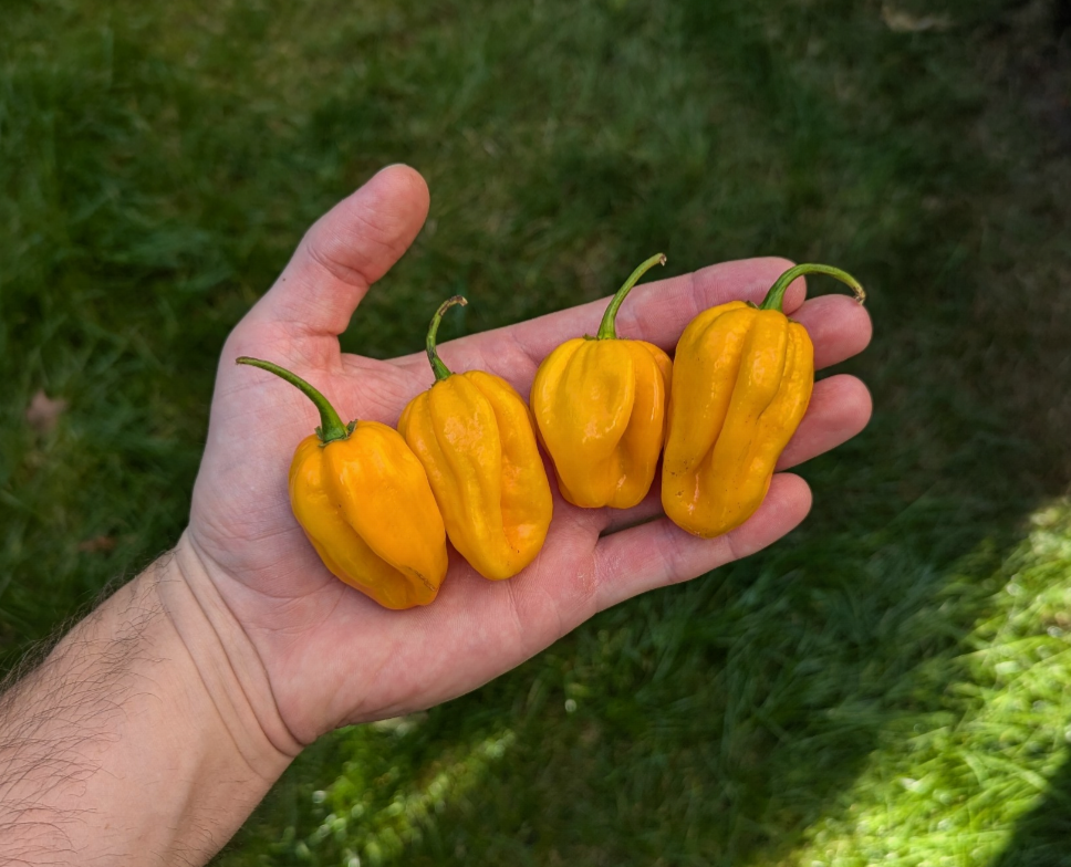 Yellow Habanero