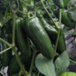 Megatron Jalapeño