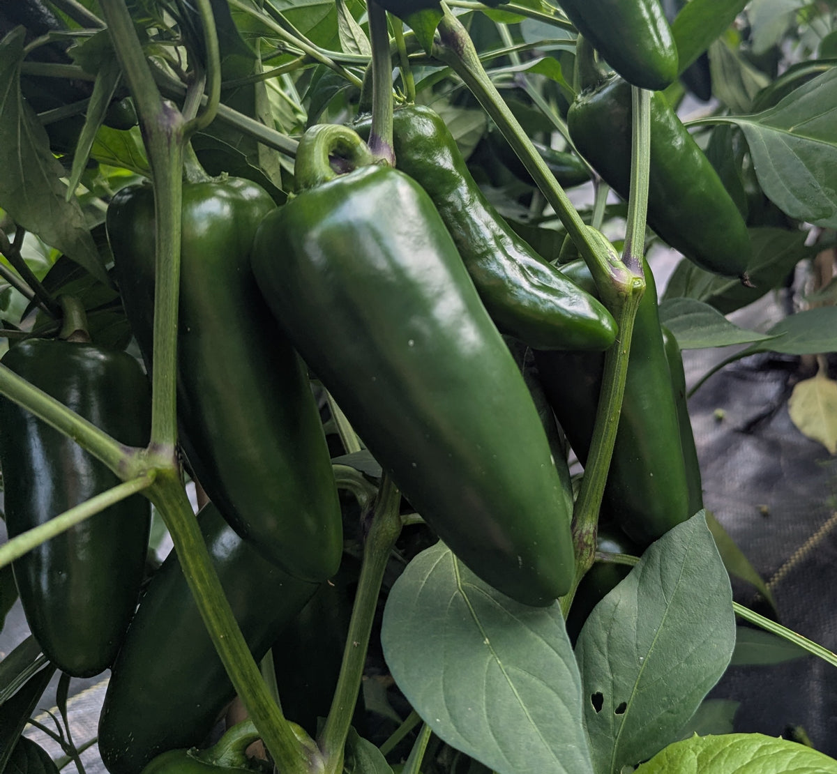 Megatron Jalapeño