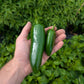 Megatron Jalapeño