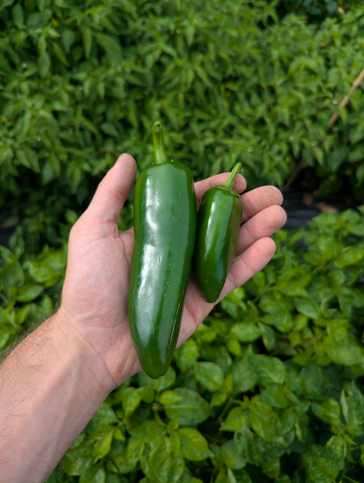 Megatron Jalapeño