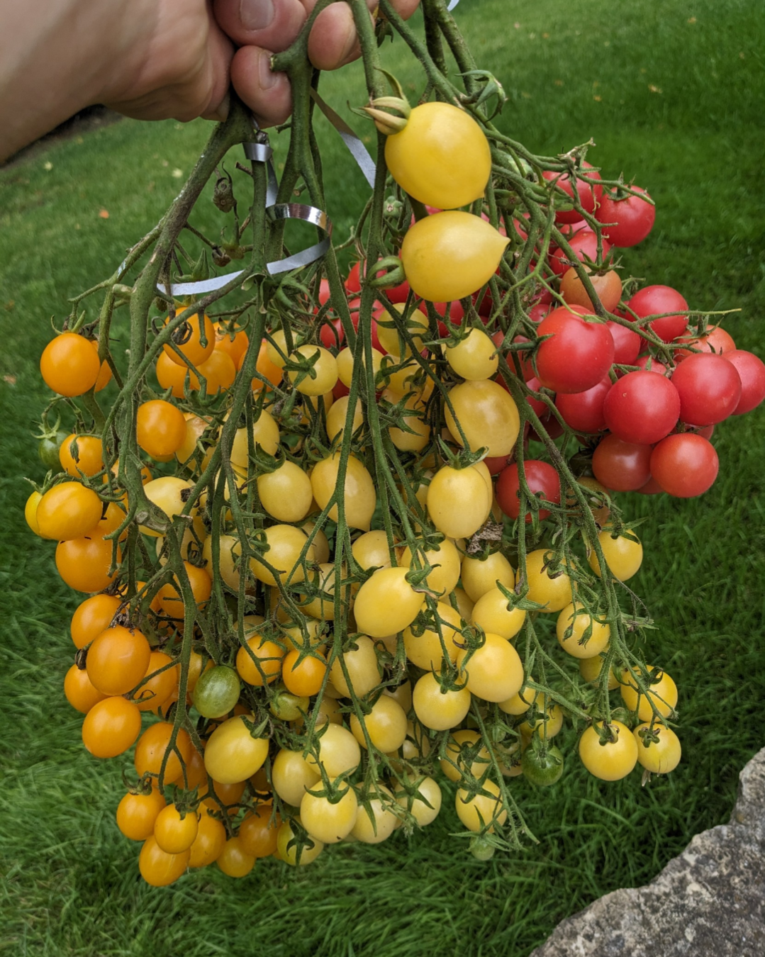 Organic-Non-GMO-Tomato, Barry's Crazy Cherry (aka Lemon Drop)
