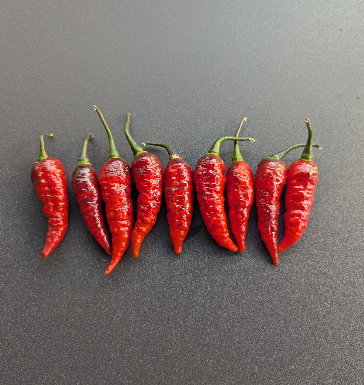 Naga Black Twister