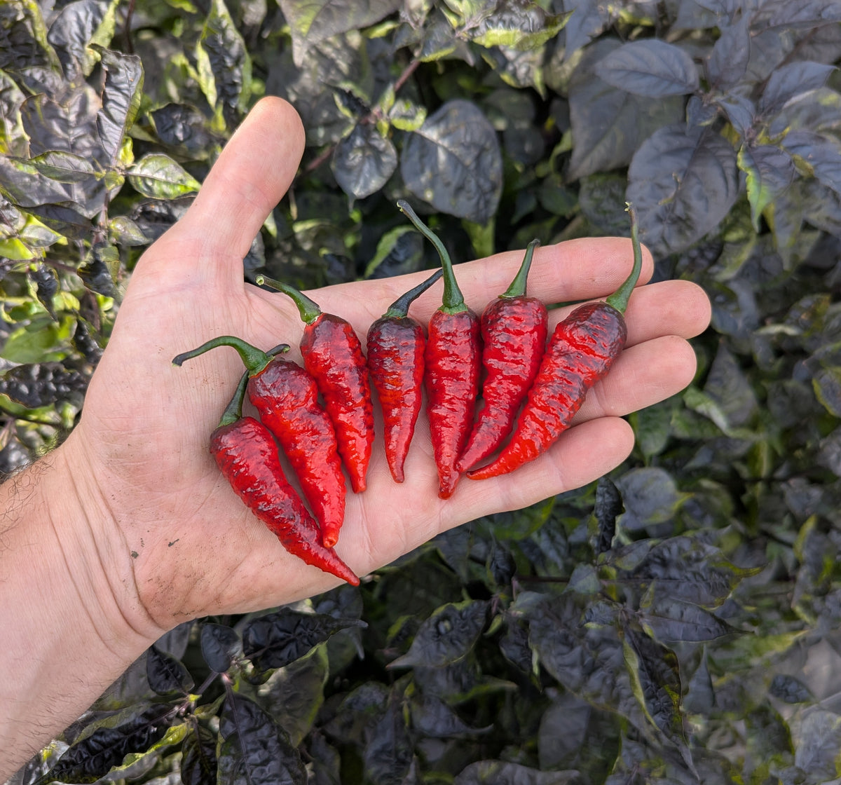 Naga Black Twister