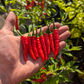 Nayarit Chili Cora