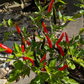 Nayarit Chili Cora