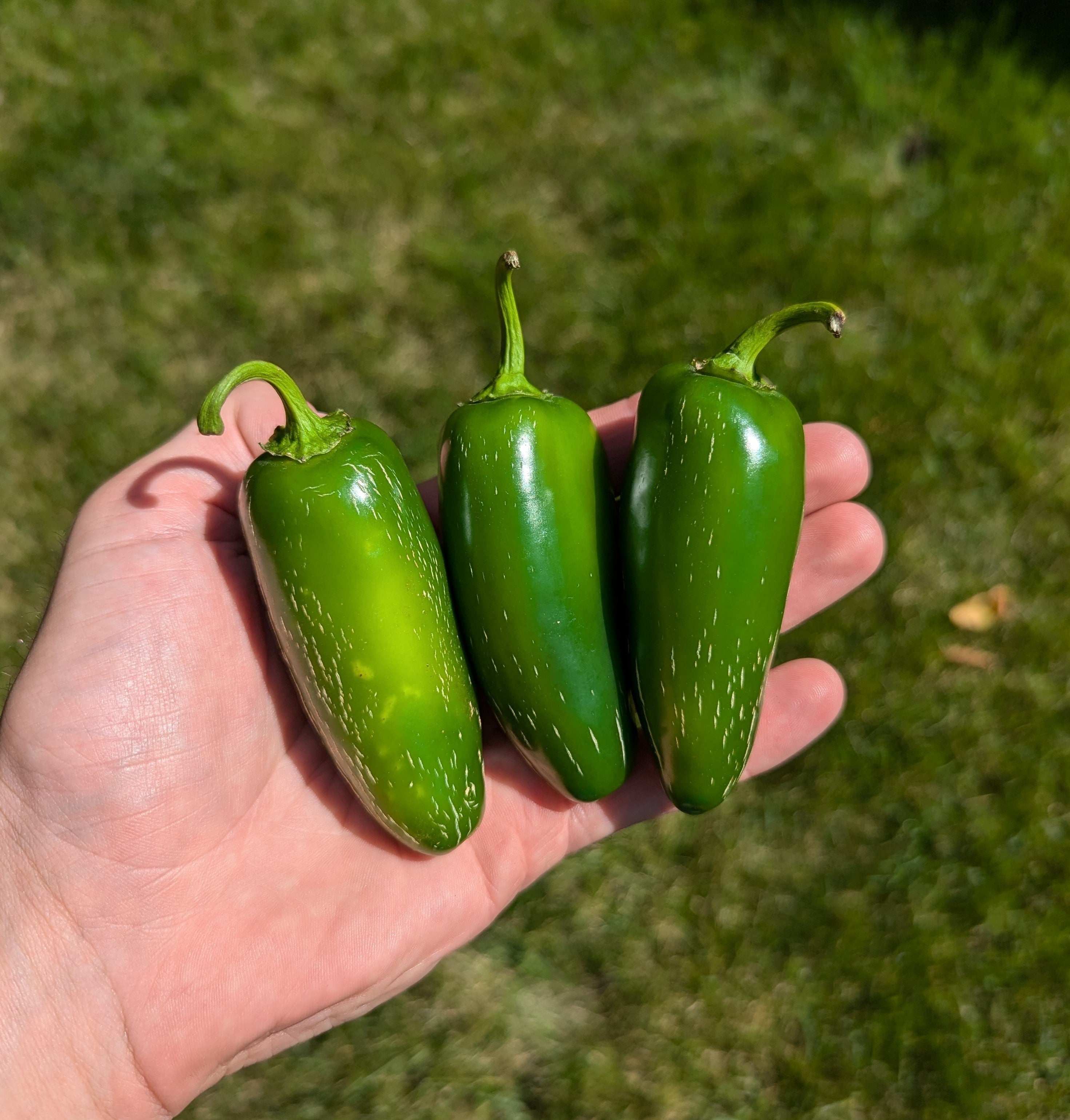 Jalapeño Jalmundo Numex – Scoville Canada