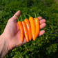 Orange Thai Chili