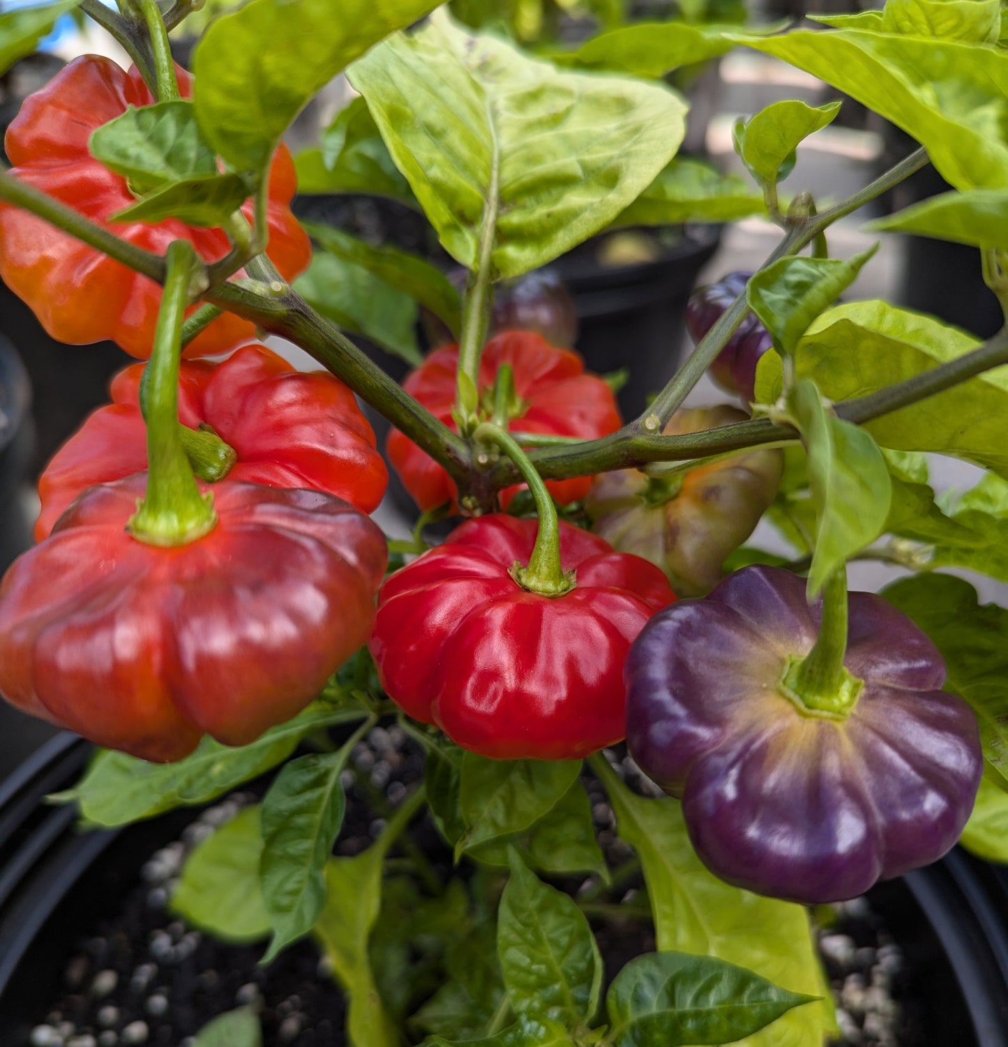 Aji Cachucha Purple Splotched