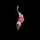 Pandemonio